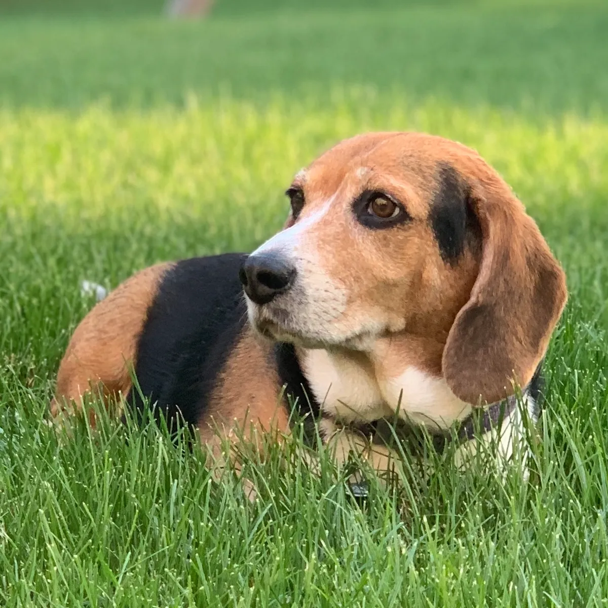 A tricolor beagle dog lies on green grass, looking to the left with a calm expression—much like bookkeepers browsing websites for bookkeepers in search of helpful resources.
